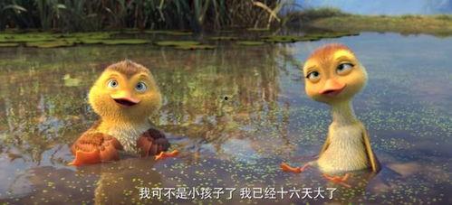 鸭子国产视频,鸭子的趣味生活大揭秘  第3张 鸭子国产视频,鸭子的趣味生活大揭秘  第3张